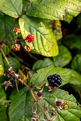 Fotowalk Pfarrwerfen -Bahnhof Werfen - Beeren