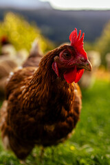 Freilaufende Hühner