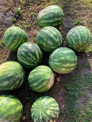 Ripe watermelons on soil in countryside garden