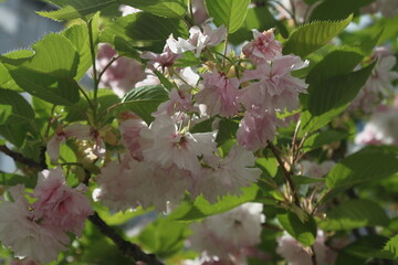 pink cherry blossom
