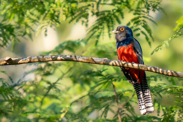 Blue-crowned trogon (Trogon curucui) perched on the branch high in the canopy, Manu national park, Peru