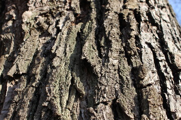 Macro Shot of Rough Tree Bark – Natural Texture Background