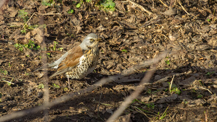 Bird standing on the ground among fallen leaves and grass, showcasing its intricate feather patterns and natural habitat, highlighting the beauty of wildlife in a serene environment