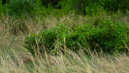 Lush green shrub surrounded by tall golden grass in a natural landscape, showcasing the beauty of wild flora and the harmony of nature's elements in a serene environment