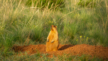 Groundhog standing upright on a mound of earth surrounded by tall grass and wildflowers, showcasing...