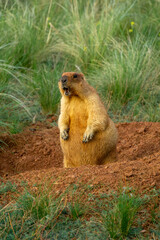 Groundhog standing upright in a burrow, surrounded by lush green grass and earthy soil, showcasing its curious expression in a natural habitat