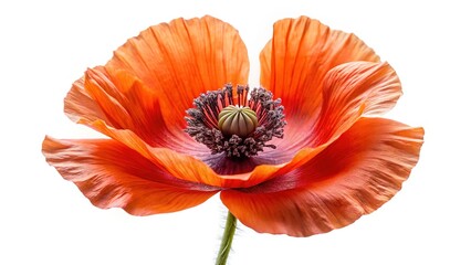 Detailed close up of a vibrant orange poppy flower against a white background