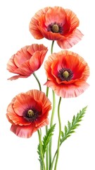 Fototapeta premium Radiant Orange Poppy Flowers Blooming in a Vibrant Floral Arrangement on White