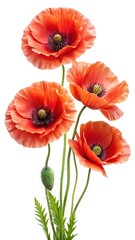 Obraz premium Artistic Arrangement of Orange Poppies with a Soft and Delicate Aesthetic on White Background