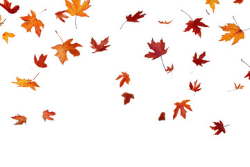 Fototapeta premium PNG Autumn background with falling leaves autumn leaf foliage.