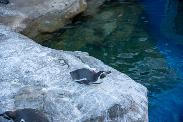 岩の岩の上で休むペンギン上でくつろぐペンギン