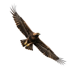 Obraz premium Majestic Golden Eagle in Flight