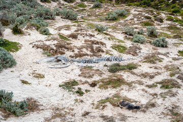 Whale skeleton on sandy beach at Seal Bay, Kangaroo Island, Australia