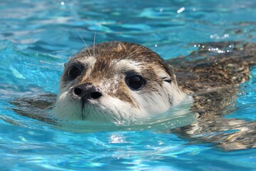 A curious seal swims in clear blue water, its face partially above the surface, creating a playful and serene scene