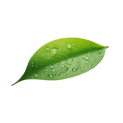 green leaf with water drops
