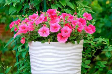Blooming annual pink petunia in a large flowerpot.
