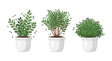Fototapeta premium A vibrant collection of three potted green plants, each showcasing unique foliage and growth patterns, perfect for interior design and natural decor elements.