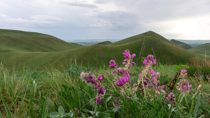 Obraz premium Long mountains. Vibrant purple wildflowers bloom in lush green grass, set against rolling hills under a cloudy sky, capturing the beauty of nature's landscape and tranquility