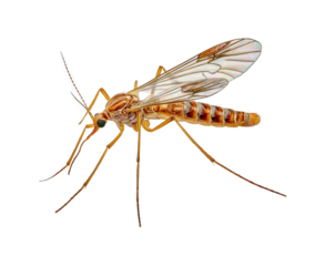 Insect behavior study detailed of a mosquito laboratory environment scientific exploration isolated on transparent background, png