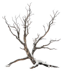 Fototapeta premium PNG Dead tree branches winter minimalist.