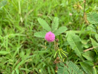 close up of a raspberry