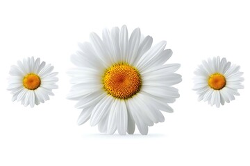 Obraz premium Isolated chamomile flowers isolated on white 