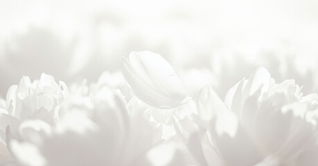 Fototapeta premium A soft focus view of white flowers forming a dreamy, light-filled background with a delicate and airy ambiance.