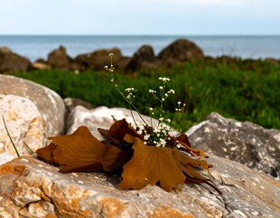 Coastal rocks with plant life