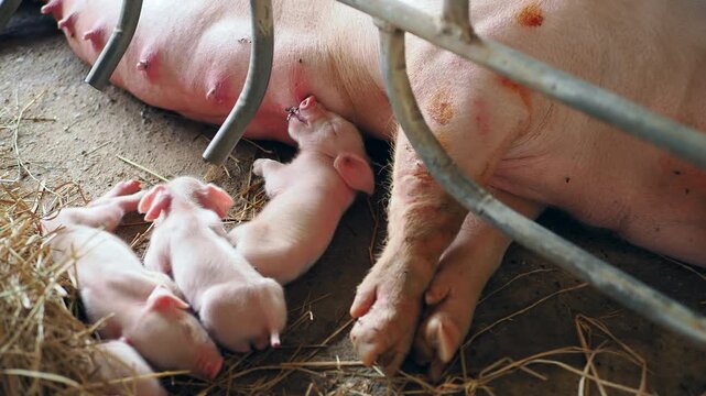 Piglets suckle from their mothers on the farm.