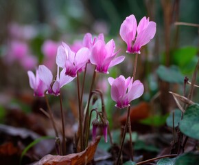 Pink Cyclamen hederifolium, or hardy cyclamen in flower, in the wild