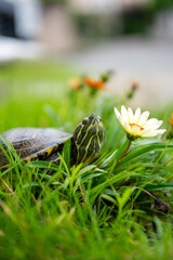 花を見上げるミドリガメ