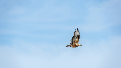 Majestic bird of prey soaring gracefully through a clear blue sky, showcasing its powerful wingspan and keen hunting abilities in a natural environment