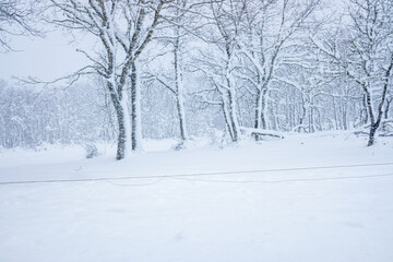 Fototapeta premium A landscape of snow covered trees after a blizzard winter magic concept