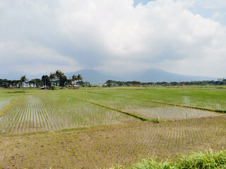 Young rice plants growing in flooded paddy fields with distant mountain under cloudy sky.