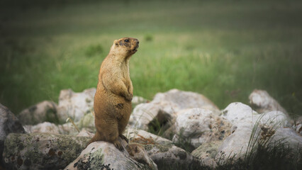 Standing marmot on rocky terrain, surrounded by lush green grass, showcasing its alert posture and natural habitat, emphasizing wildlife and nature's beauty