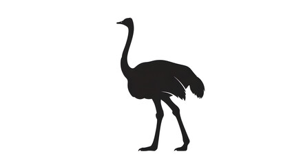 Ostrich silhouette on white