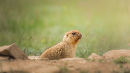 Small marmot with soft fur and alert expression is sitting among rocks in a natural habitat, showcasing its curiosity and connection to the environment