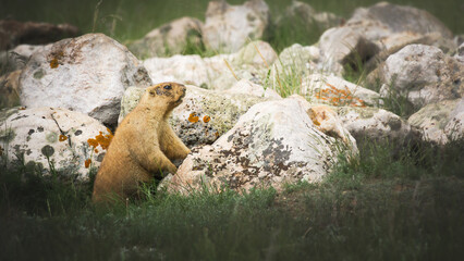 Brown marmot standing on hind legs near large rocks in a grassy field, showcasing its natural habitat and alert behavior in a serene outdoor environment