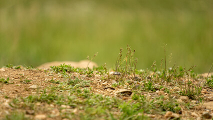 Close-up view of small green plants and grass growing on rocky soil, showcasing the beauty of nature and resilience in a natural environment with vibrant textures