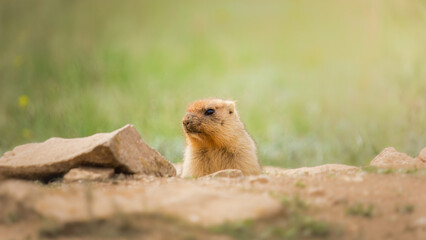 Small marmot, a cute prairie dog, peeks out from behind rocks in a natural habitat, surrounded by green grass and soft sunlight, showcasing wildlife in its environment