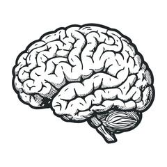 Detailed black and white human brain sketch with intricate patterns. Vector illustration