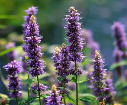 Purple Mexican giant hyssop Agastache Blackadder in flower, in flower, in the wild