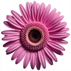 Gerbera Daisy in Full Bloom: A vibrant close-up of a pink gerbera daisy, with its delicate petals and intricate center, in a moment of full bloom. Capturing floral perfection and springtime freshness.