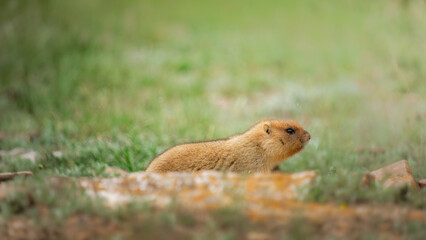 Small brown marmot is foraging in a grassy field, surrounded by soft earth and vibrant green vegetation, showcasing its natural habitat and behavior