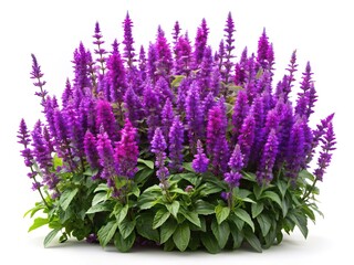 Obraz premium Stunning Vibrant Purple Salvia Plant in Full Bloom on White Background