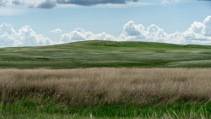 Expansive green landscape with rolling hills, golden grass swaying gently in the breeze, under a bright blue sky adorned with fluffy white clouds, showcasing natural beauty and tranquility