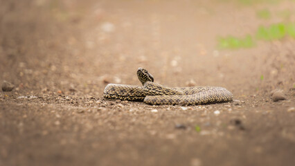 Snake with intricate patterns resting on a dirt path, showcasing its scales and natural habitat, surrounded by greenery and soft earth tones, highlighting wildlife beauty