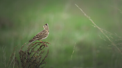 Skylark perched on a bush in a lush green field, showcasing its detailed plumage and surroundings, embodying the beauty of nature and wildlife observation