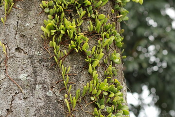 green leaves on tree