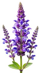 Obraz premium Detailed macro shot of a beautiful purple Salvia plant against white backdrop